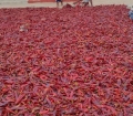 paprika 1