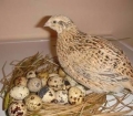 quail picture