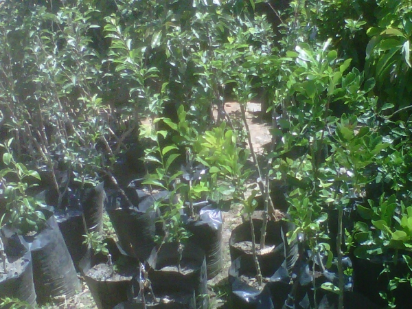 Ing Fruit Nursery Seeds And Seedlings Harare Zimbabwe Ing Fruit Nursery 7029036d Be12 4b9f Bb54 10a0c36f5c17