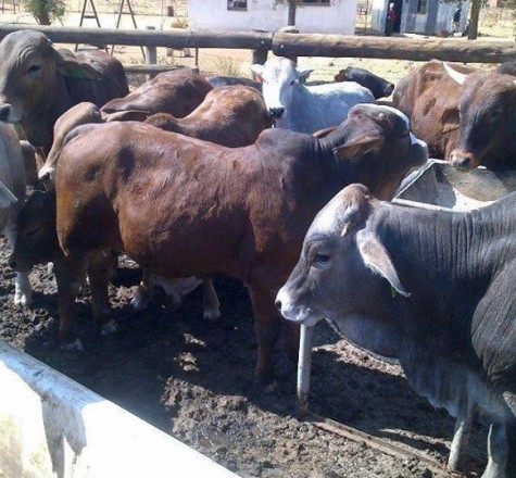 Quality Beef, Quality Chicken. Quality Eggs fresh from the farm. 